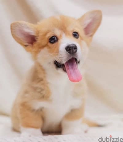 Pembroke welsh corgi boy from Russia