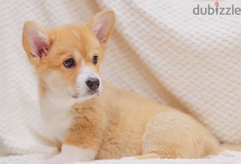 Pembroke welsh corgi boy from Russia 1