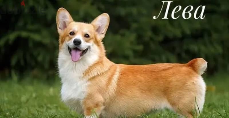 Pembroke welsh corgi boy from Russia 2