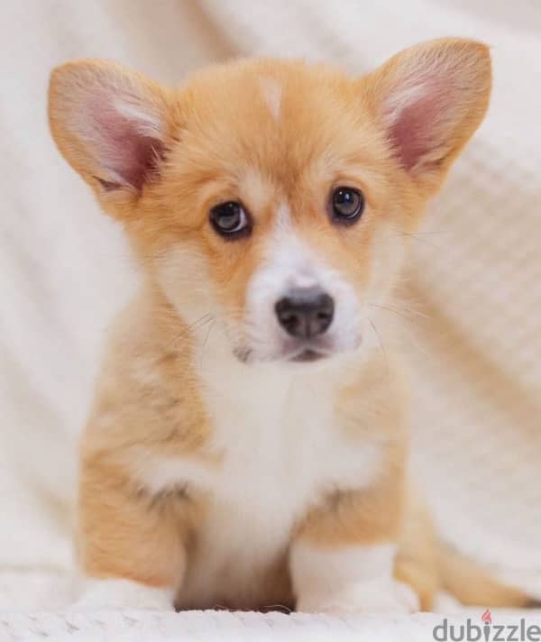 Pembroke welsh corgi boy from Russia 3