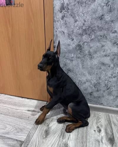 Imported Doberman from Russia fci