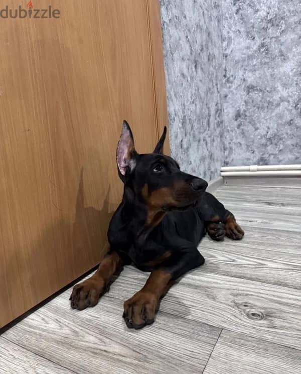 Imported Doberman from Russia fci 1