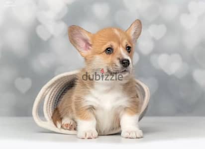 Welsh Corgi Pembroke Puppies Females from Russia