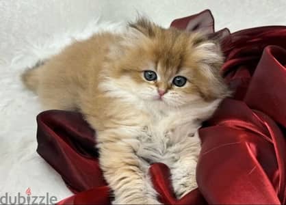 British golden kittens from Russia