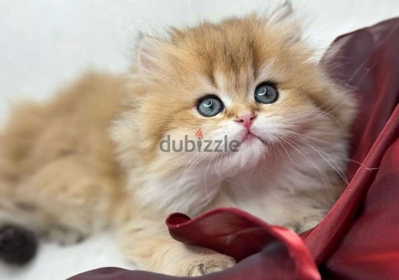 British golden kittens from Russia 1