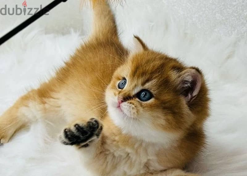 British golden kittens from Russia 2