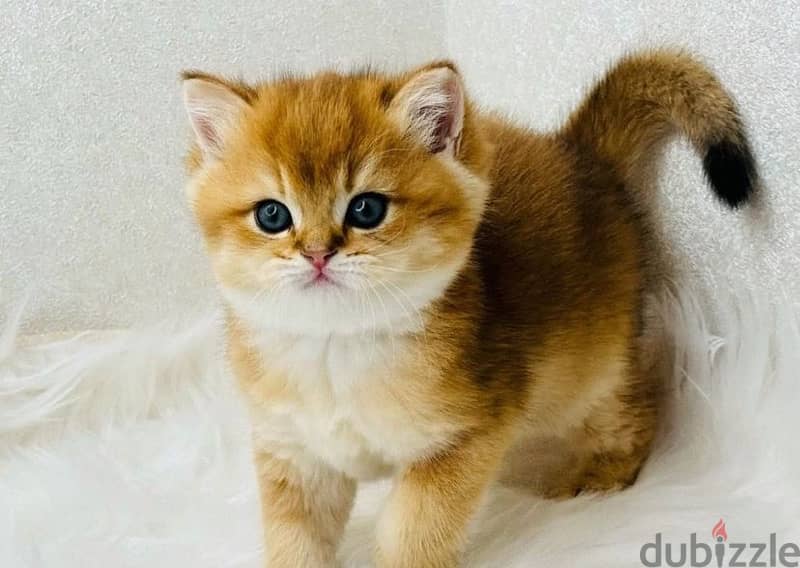 British golden kittens from Russia 3