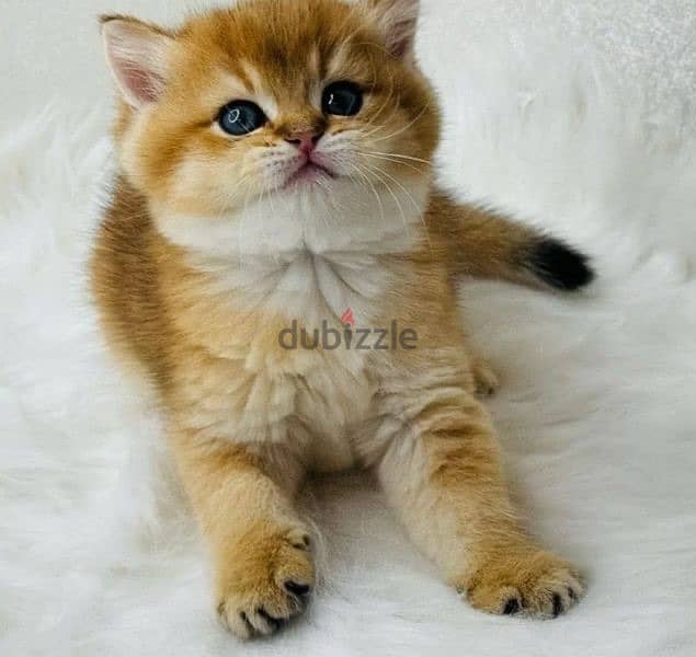 British golden kittens from Russia 4