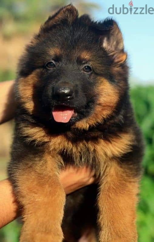 جيرمن شيبرد German shepherd puppy showline long hair pure بيور 100% 4