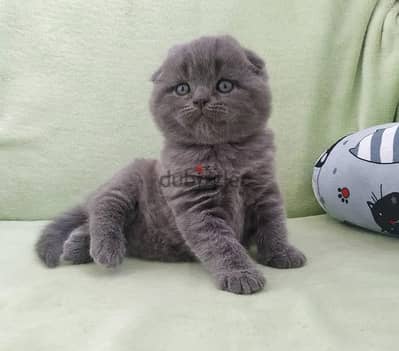 Pure Scottish Fold kittens 60 days old سكوتش فولد