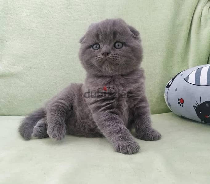 Pure Scottish Fold kittens 60 days old سكوتش فولد 0