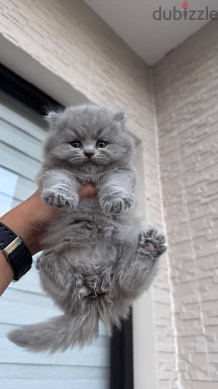 Pure Scottish Fold kittens 60 days old سكوتش فولد 1