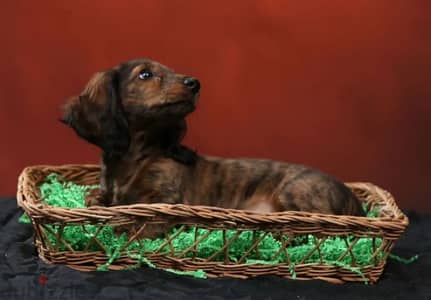 Rabbit Dachshund puppy boy from Russia