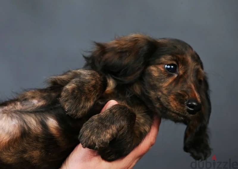 Rabbit Dachshund puppy boy from Russia 1