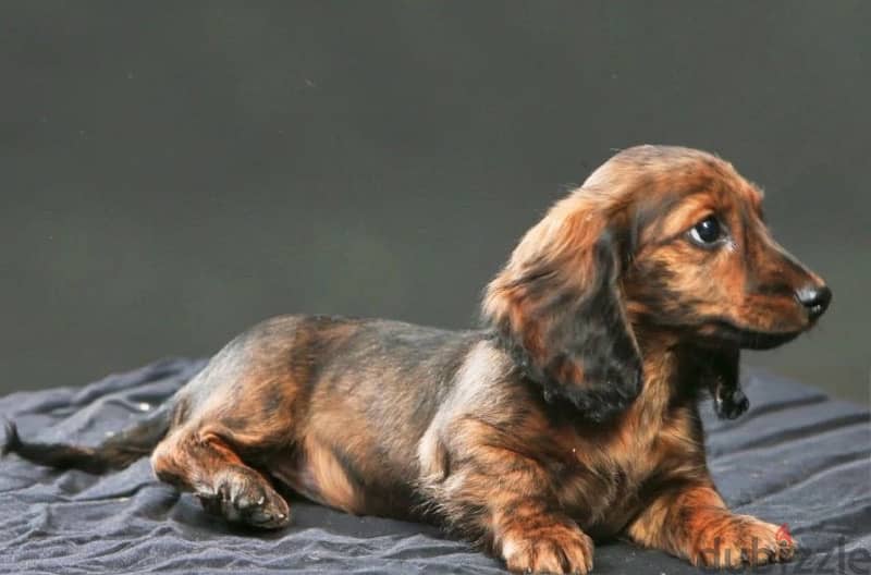 Rabbit Dachshund puppy boy from Russia 2