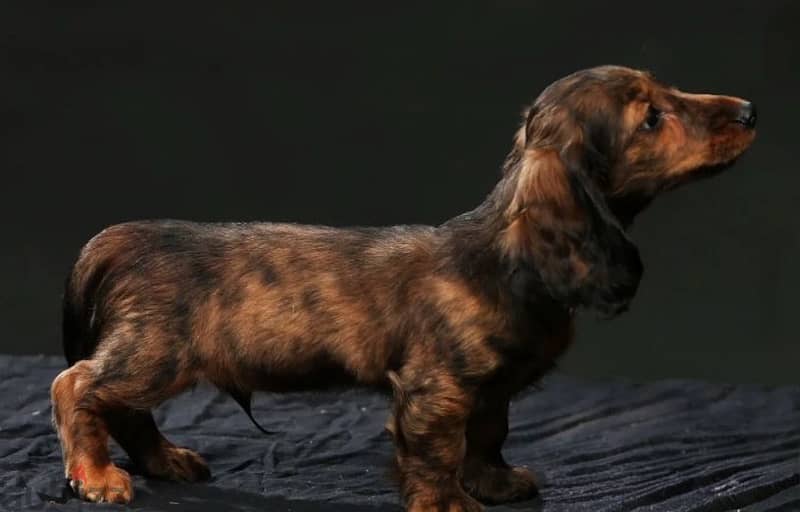 Rabbit Dachshund puppy boy from Russia 3