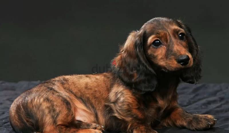 Rabbit Dachshund puppy boy from Russia 4