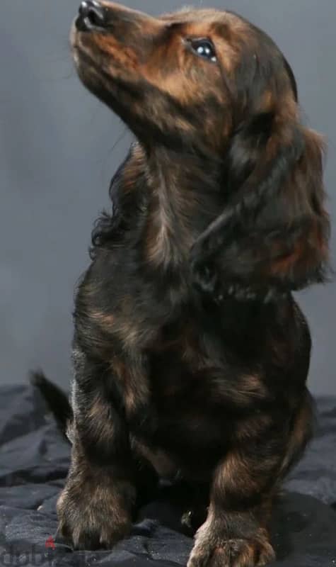 Rabbit Dachshund puppy boy from Russia 5