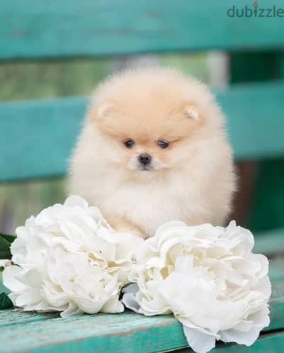 Mini Pomeranian bear type puppy female from Russia