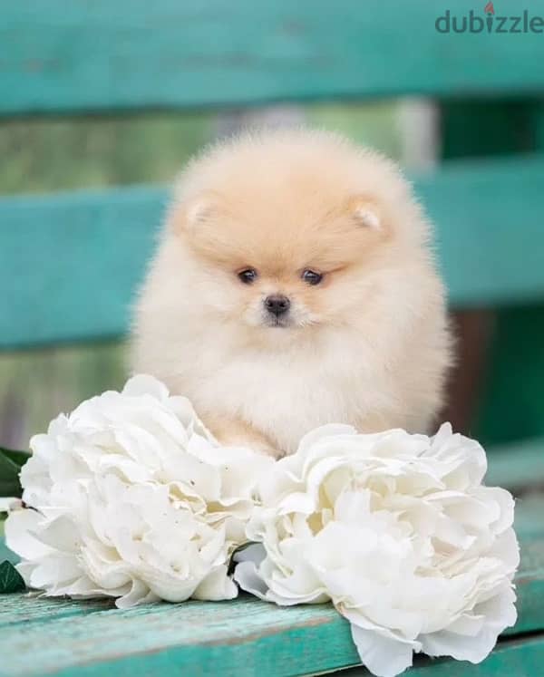 Mini Pomeranian bear type puppy female from Russia 0