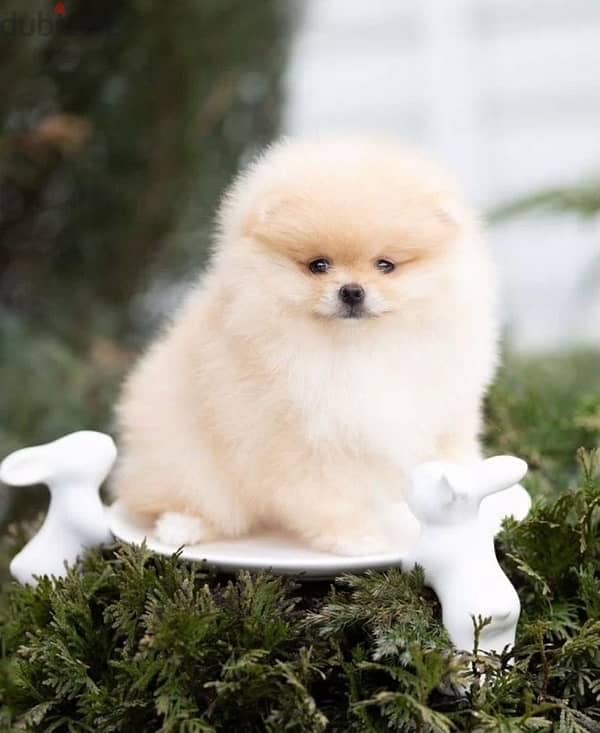 Mini Pomeranian bear type puppy female from Russia 1