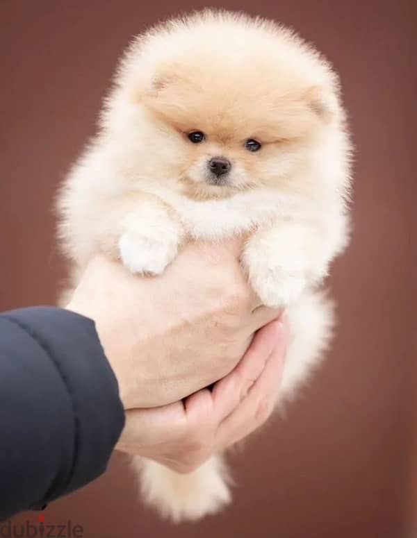 Mini Pomeranian bear type puppy female from Russia 2