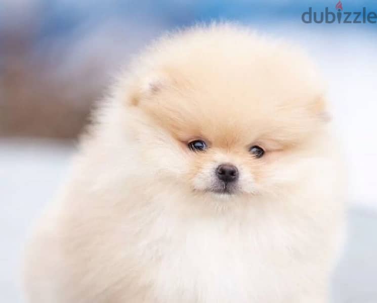 Mini Pomeranian bear type puppy female from Russia 3