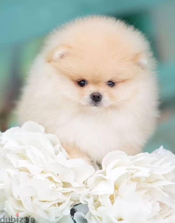 Mini Pomeranian bear type puppy female from Russia 4