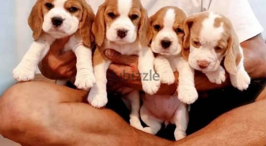 beagle puppies