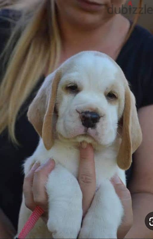 beagle puppies 1