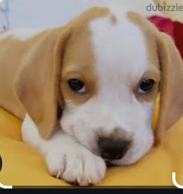 beagle puppies 5