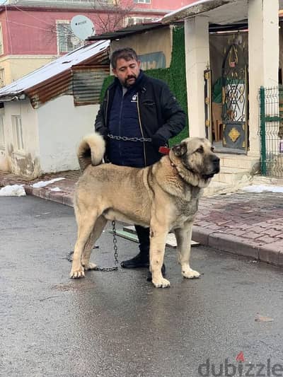 مطلوب جرو رود فيلر او مالينو في رنج ٢٠٠٠