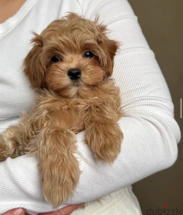 Maltipoo مالتيبو 0