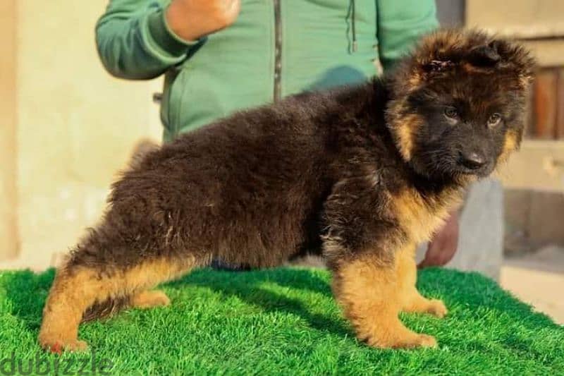 puppies German shepherd male and female جراوى جيرمن شيبرد دكر نتايه 3