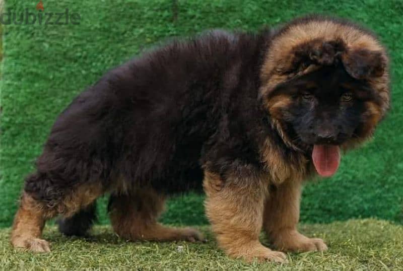 puppies German shepherd male and female جراوى جيرمن شيبرد دكر نتايه 4