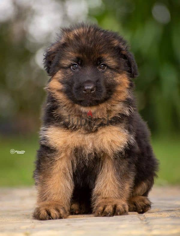 puppies German shepherd male and female جراوى جيرمن شيبرد دكر انثى 0