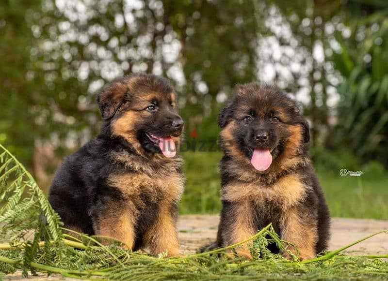 puppies German shepherd male and female جراوى جيرمن شيبرد دكر انثى 2