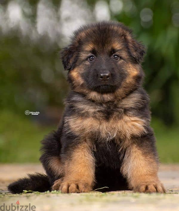 puppies German shepherd male and female جراوى جيرمن شيبرد دكر انثى 3