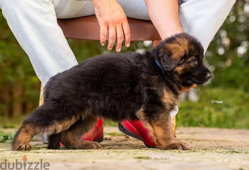 puppies German shepherd male and female جراوى جيرمن شيبرد دكر انثى 4