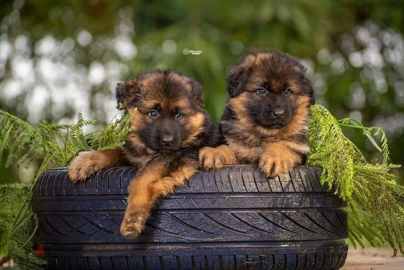 puppies German shepherd male and female جراوى جيرمن شيبرد دكر انثى 6