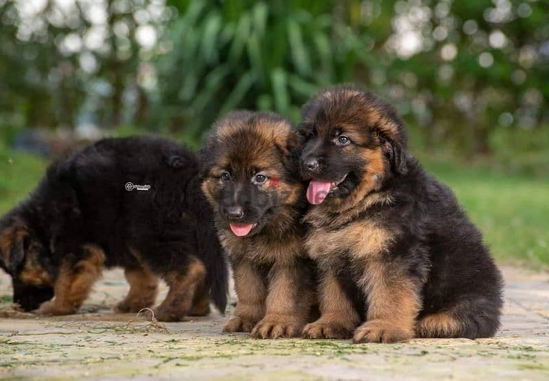 puppies German shepherd male and female جراوى جيرمن شيبرد دكر انثى 7