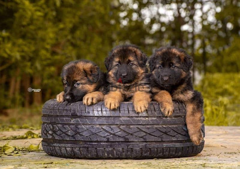 puppies German shepherd male and female جراوى جيرمن شيبرد دكر انثى 8