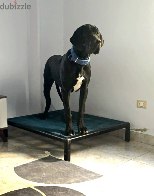 Great dane imported from Russia with FCI certificate and microchip 2