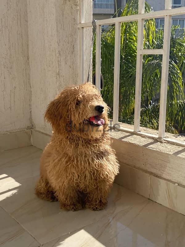 Toy Poodle للبيع 1