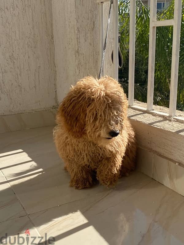 Toy Poodle للبيع 2