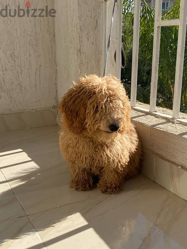 Toy Poodle للبيع 3