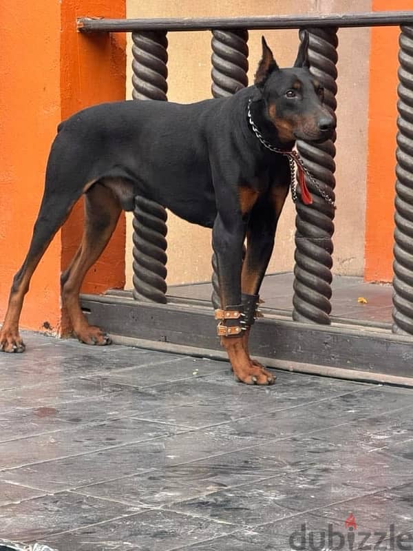 اقوى دكر دوبرمان جاهز يروح بيته الجديد doberman 0