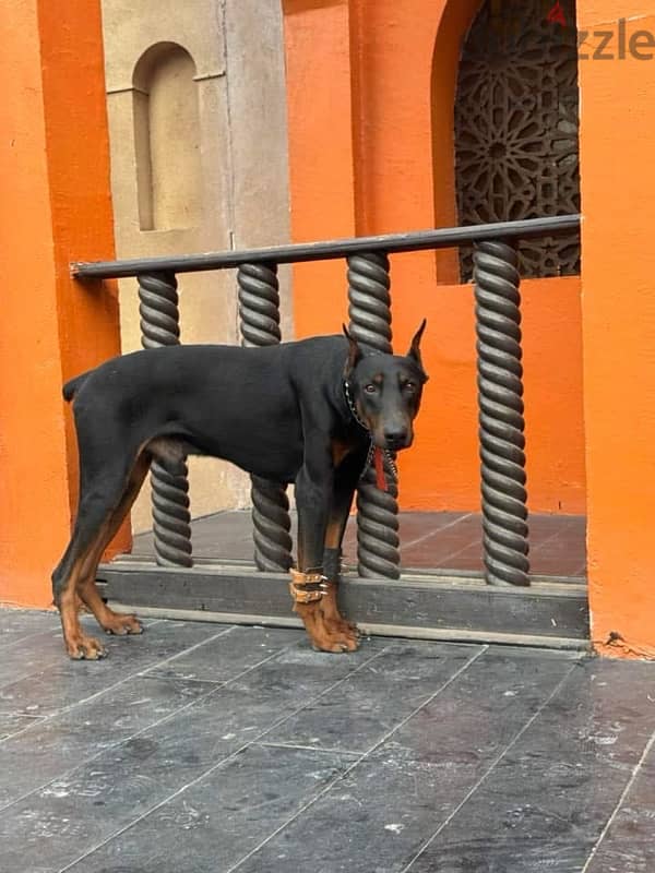 اقوى دكر دوبرمان جاهز يروح بيته الجديد doberman 1