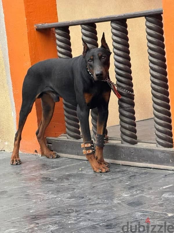 اقوى دكر دوبرمان جاهز يروح بيته الجديد doberman 2