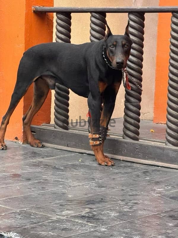 اقوى دكر دوبرمان جاهز يروح بيته الجديد doberman 3